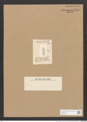 Stauroneis perminuta Grun. (de-Toni-Nr.: Genus 6, Species 913) Zeichnungen Sammlung Grunow Nr. 1775 (NHMW-BOT-W0368672)